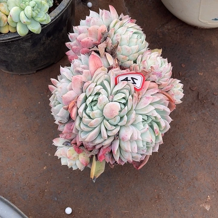 45孤行 一物一拍多肉