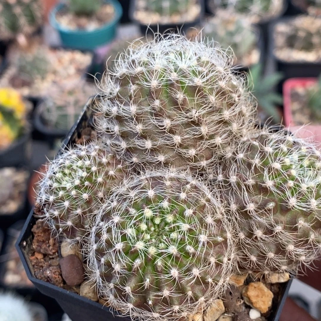 植播园艺混乱玉群