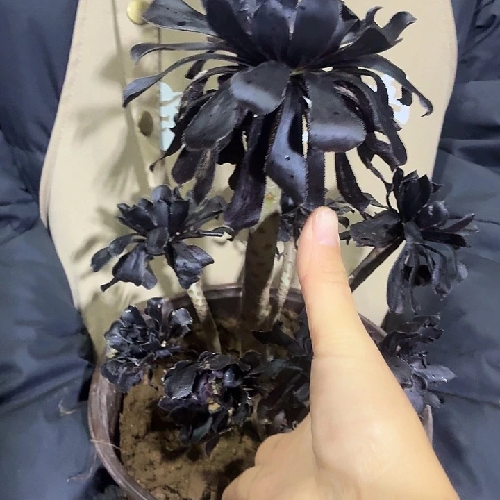 102号一拍一物1棵