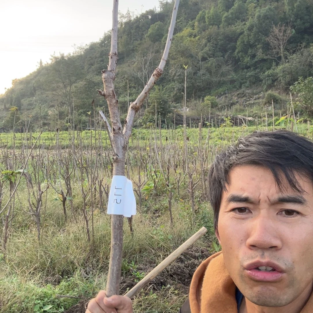 当前无花栽培后可以开花115