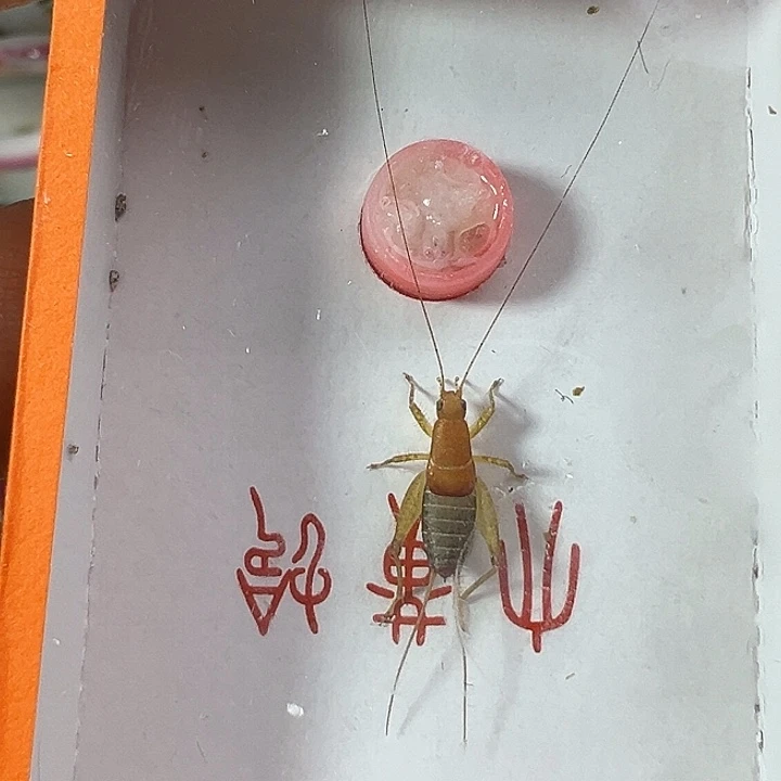 鸣虫虫具一个包邮