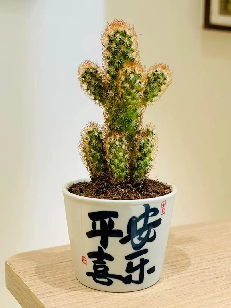 金手指仙人指多肉植物桌面阳台小盆栽净化空气防辐射