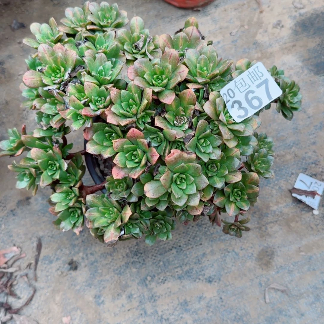 花茶367满20包邮断枝不包瑕疵