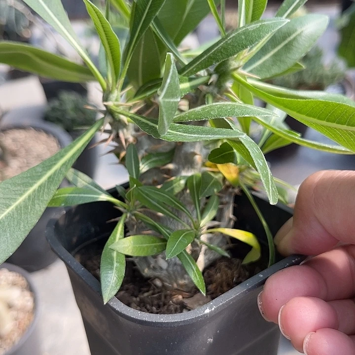 无花朵实生惠比大黑一物一拍