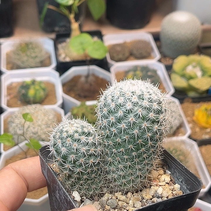 无花朵双头敷岛丸实生球一颗