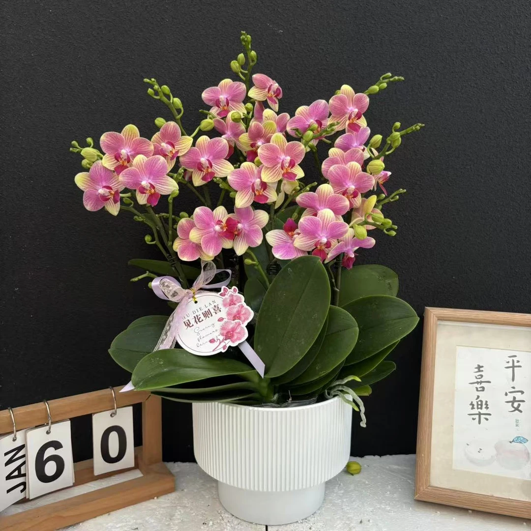 甄选（夏日）蝴蝶兰花卉鲜花高端精美艺术组盆
