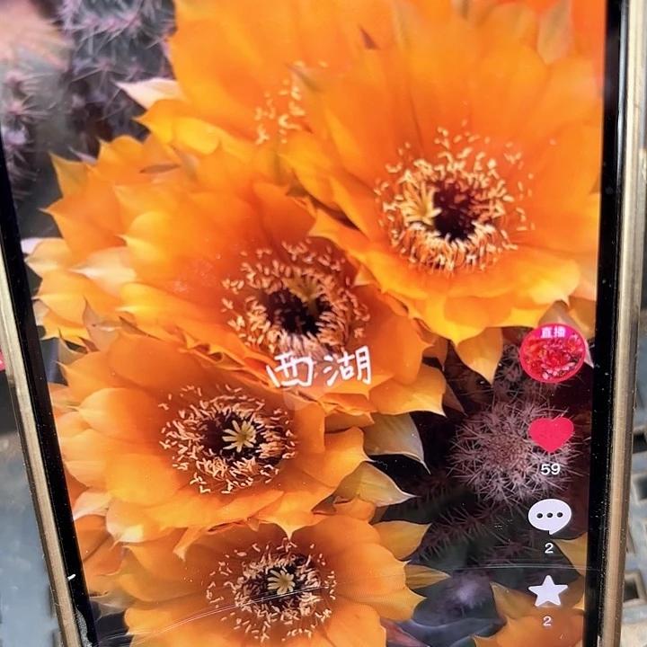 黄金刚侧牙20包邮仙人球34