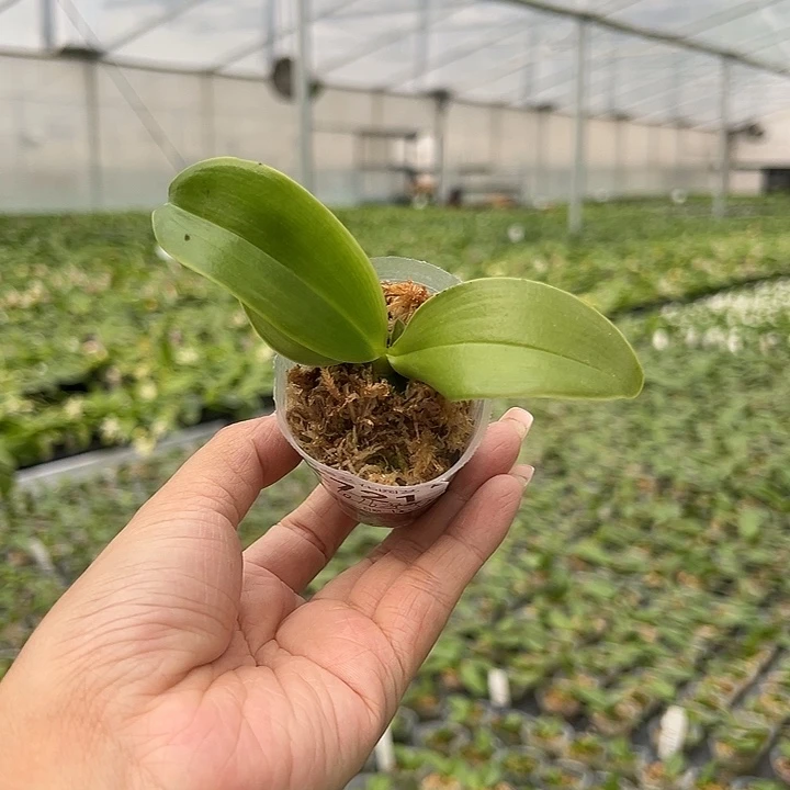 完全开放蓝路德原生种