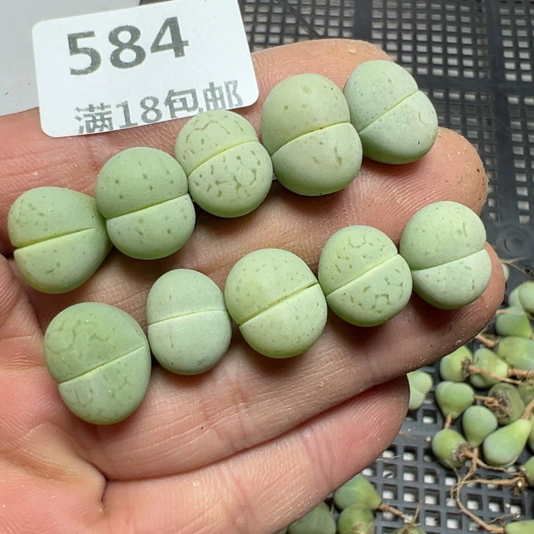 【闪购商品】 584。