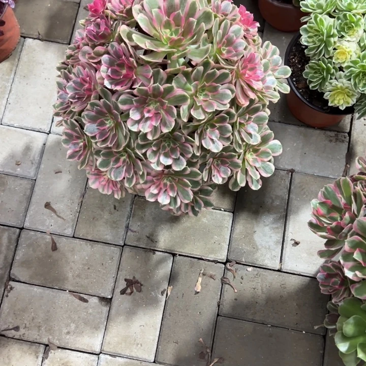 男神多少植物花了花了