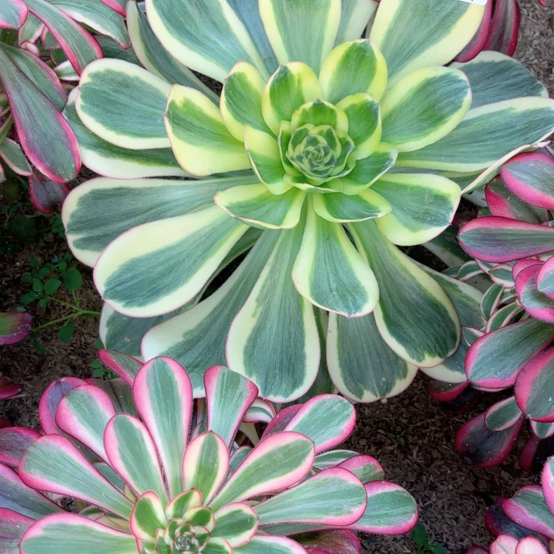 O. 744.7燕姿黄金多肉