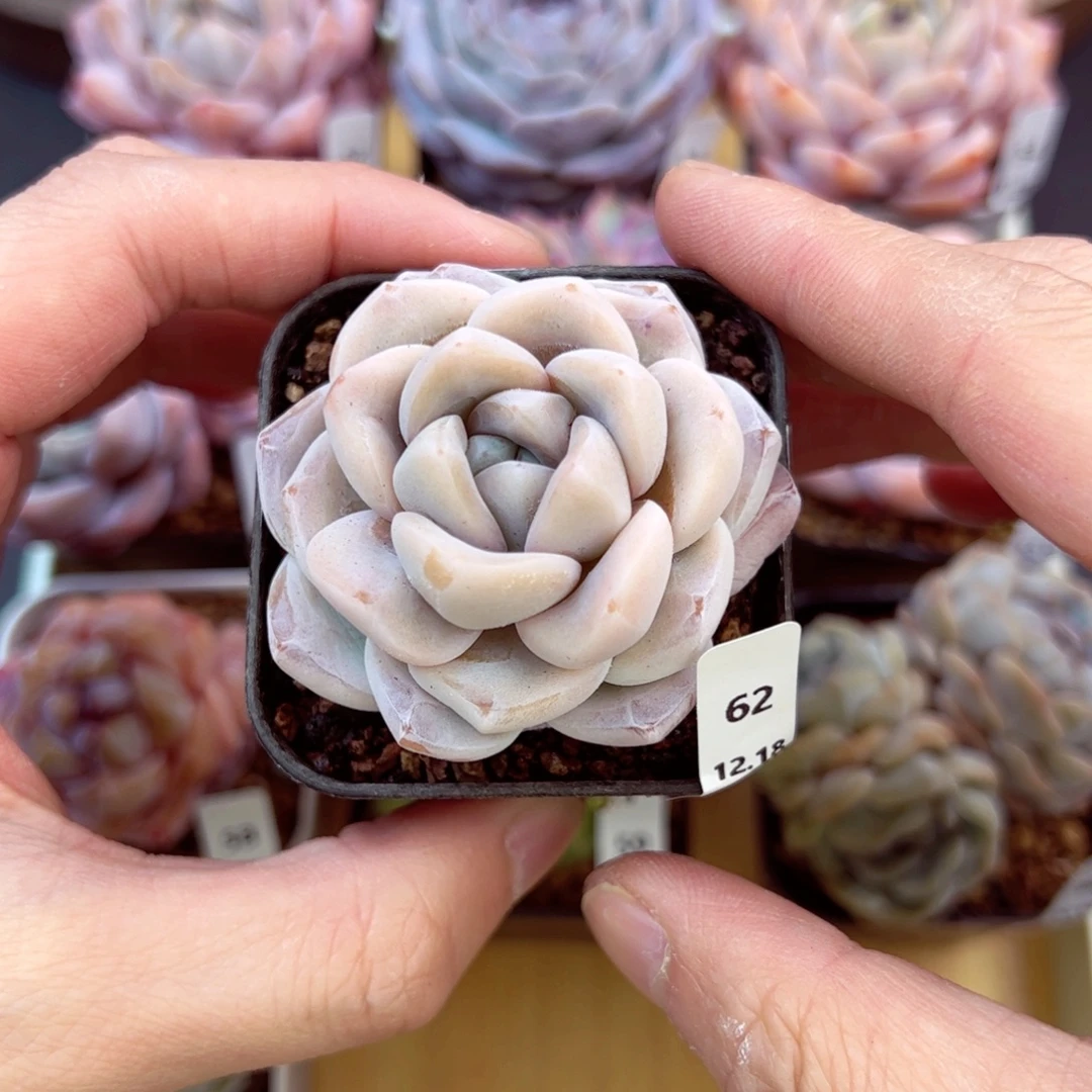 好好看62、哈哈哈哈