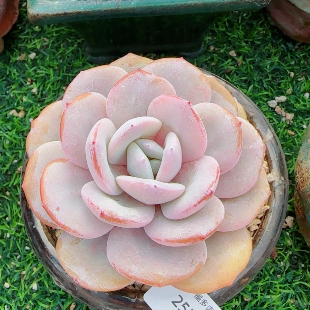 韩版奶茶，2520多肉植物