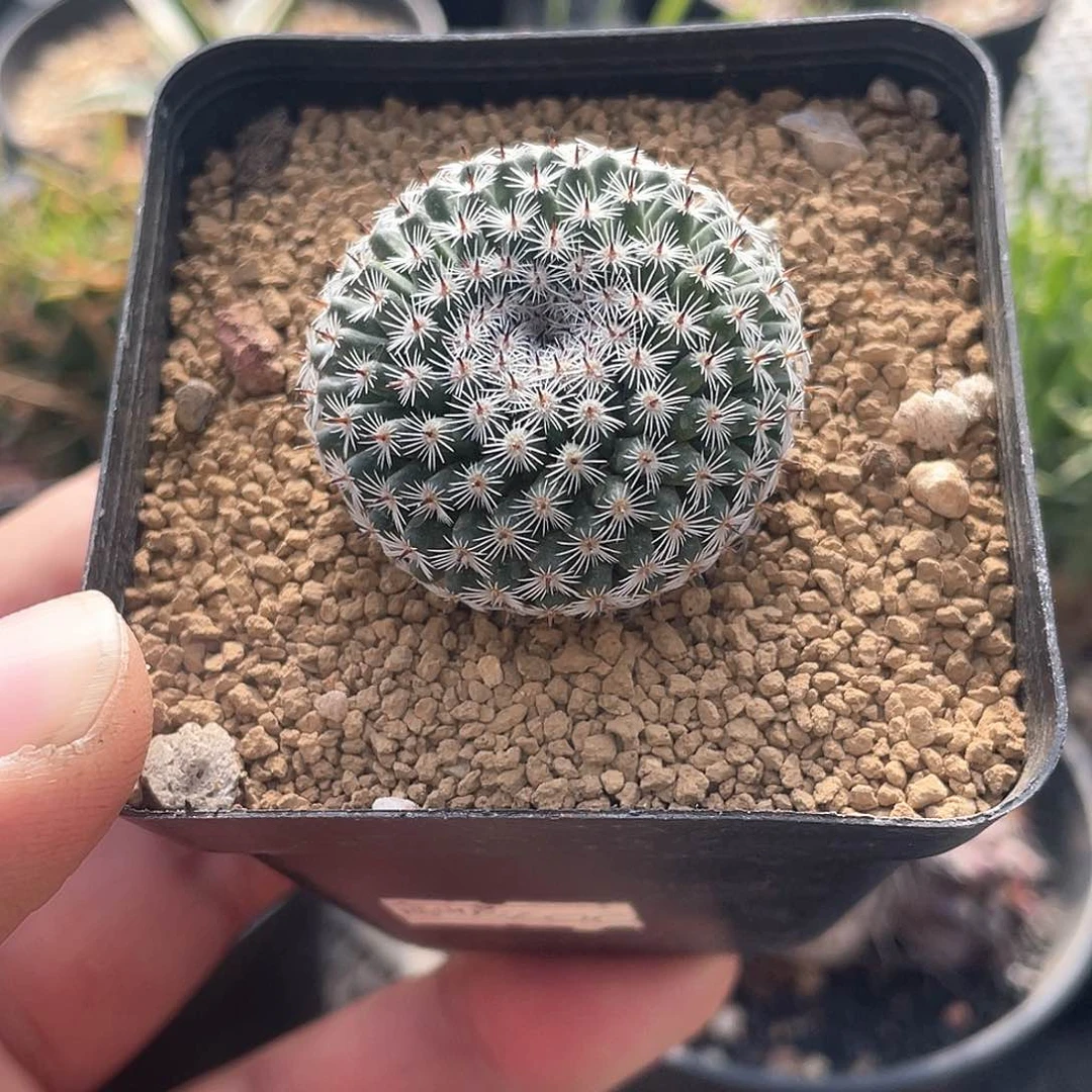 皮*丘皮卡丘 致远多肉植物