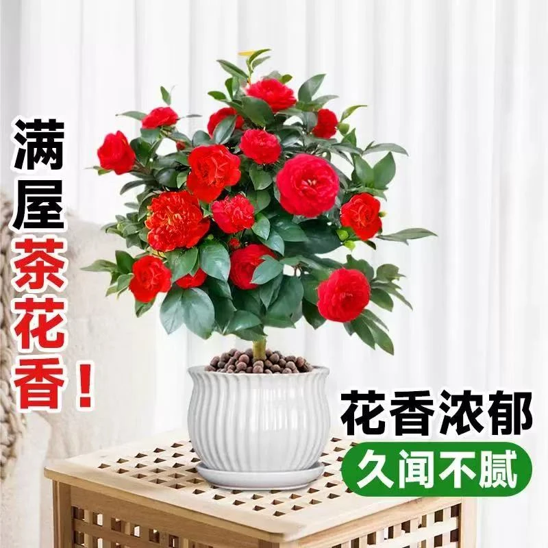 新疆包邮 重瓣山茶花 四季开花 泥炭土培育老桩棒棒糖