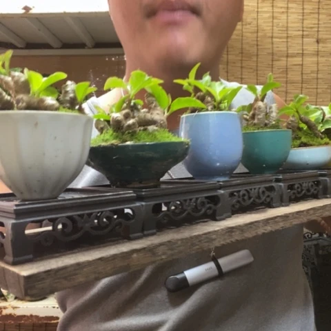 红陶四方托盘掌中宝三七一个器型随缘带盆发货