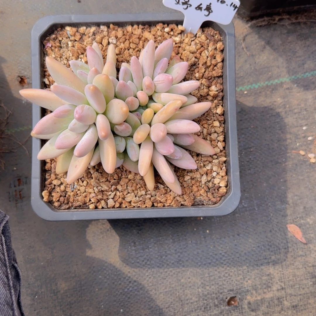 ****婷婷婷发货11111111111