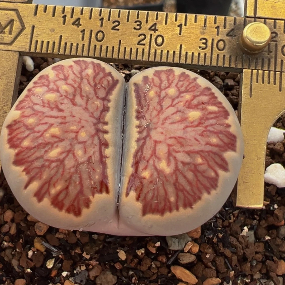 8年红窗菊母本带盆3.7厘米