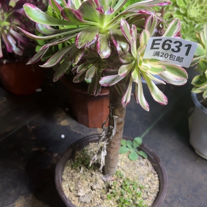 瑞妈一物一拍631