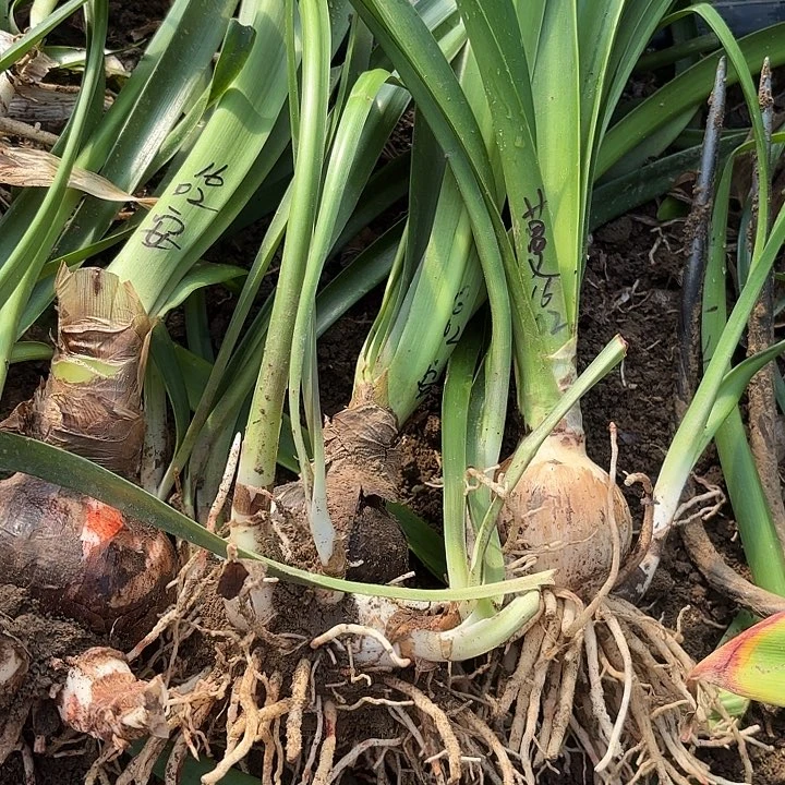 知***，无花朵1602蔓越梅1盲安2个