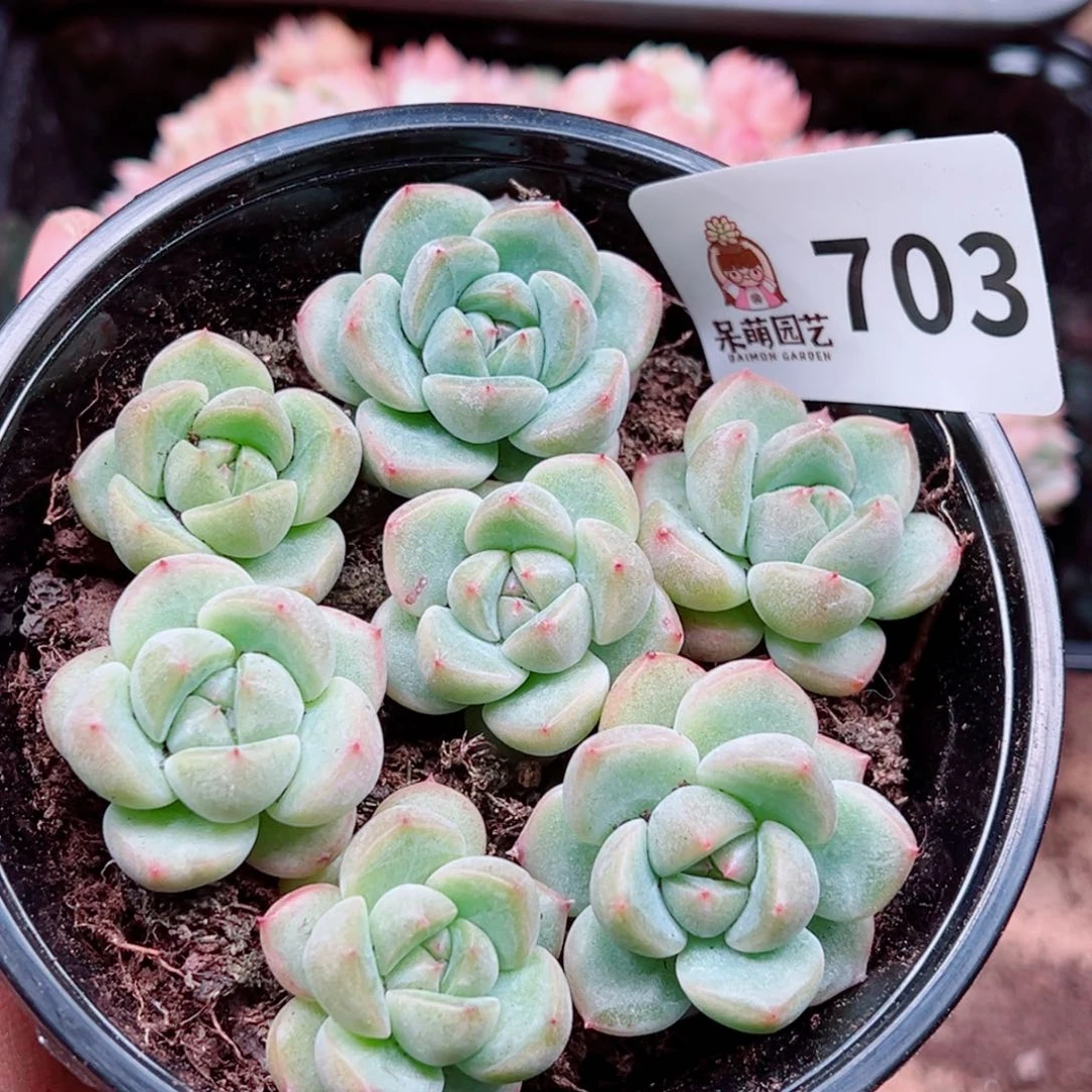 多肉植物多肉植物