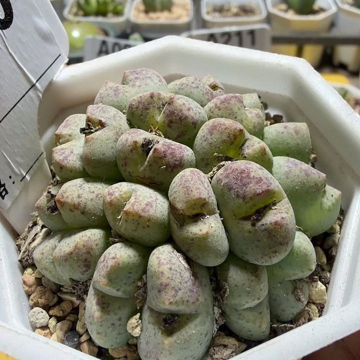 070。满38包邮肉锥