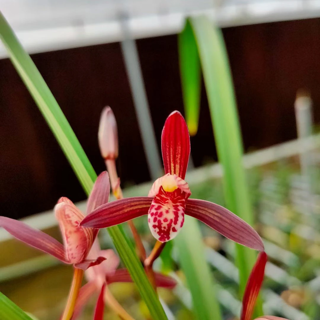 【2025新款】建兰墨宝兰花苗色花带花苞室内好养活花卉盆栽