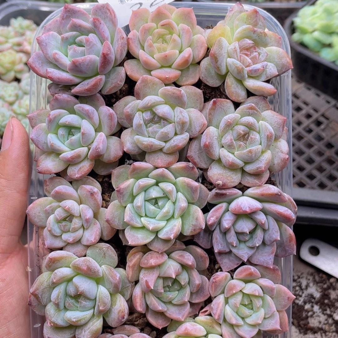 云糖心多肉植物226