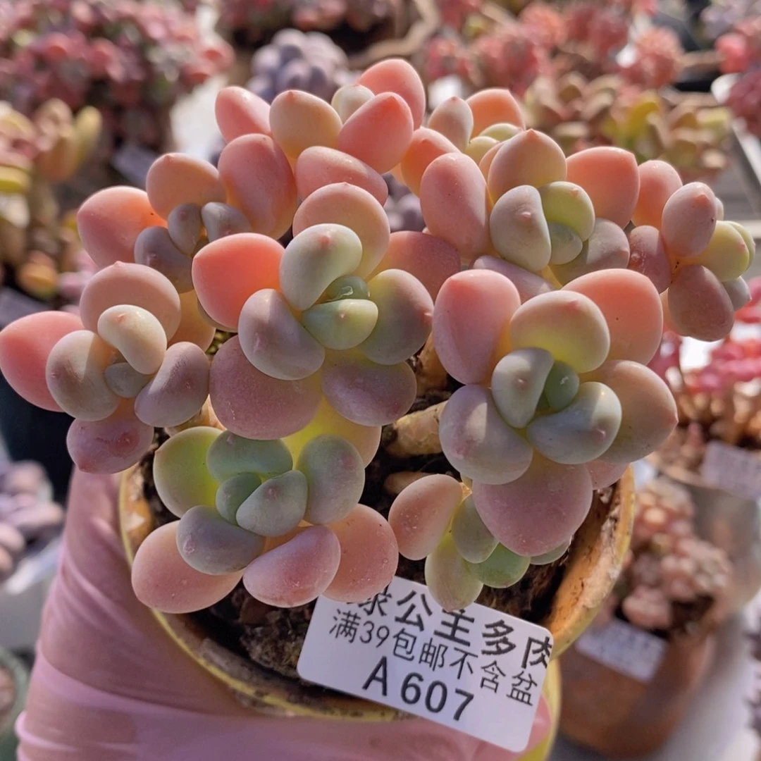 香水洛神老桩11cm607多肉植物