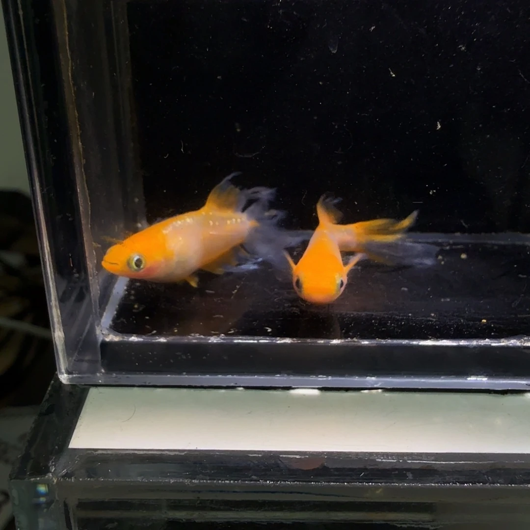 青鳉鱼一物一拍913