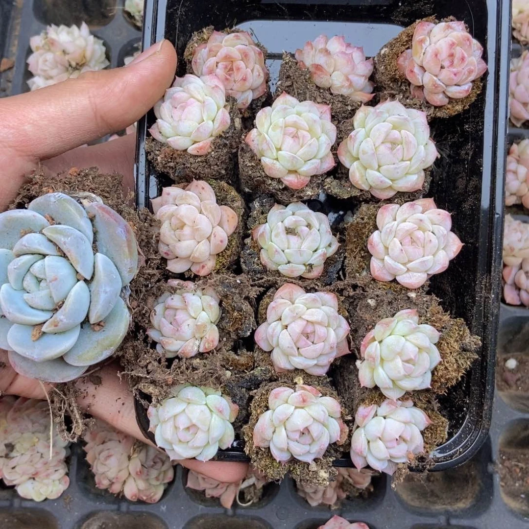 春泥家框拍链接B27