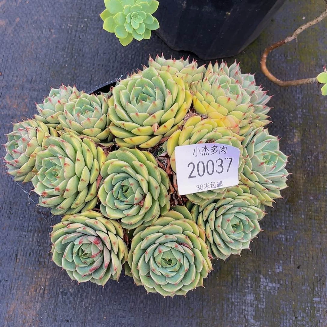 初*笨吧群20037生