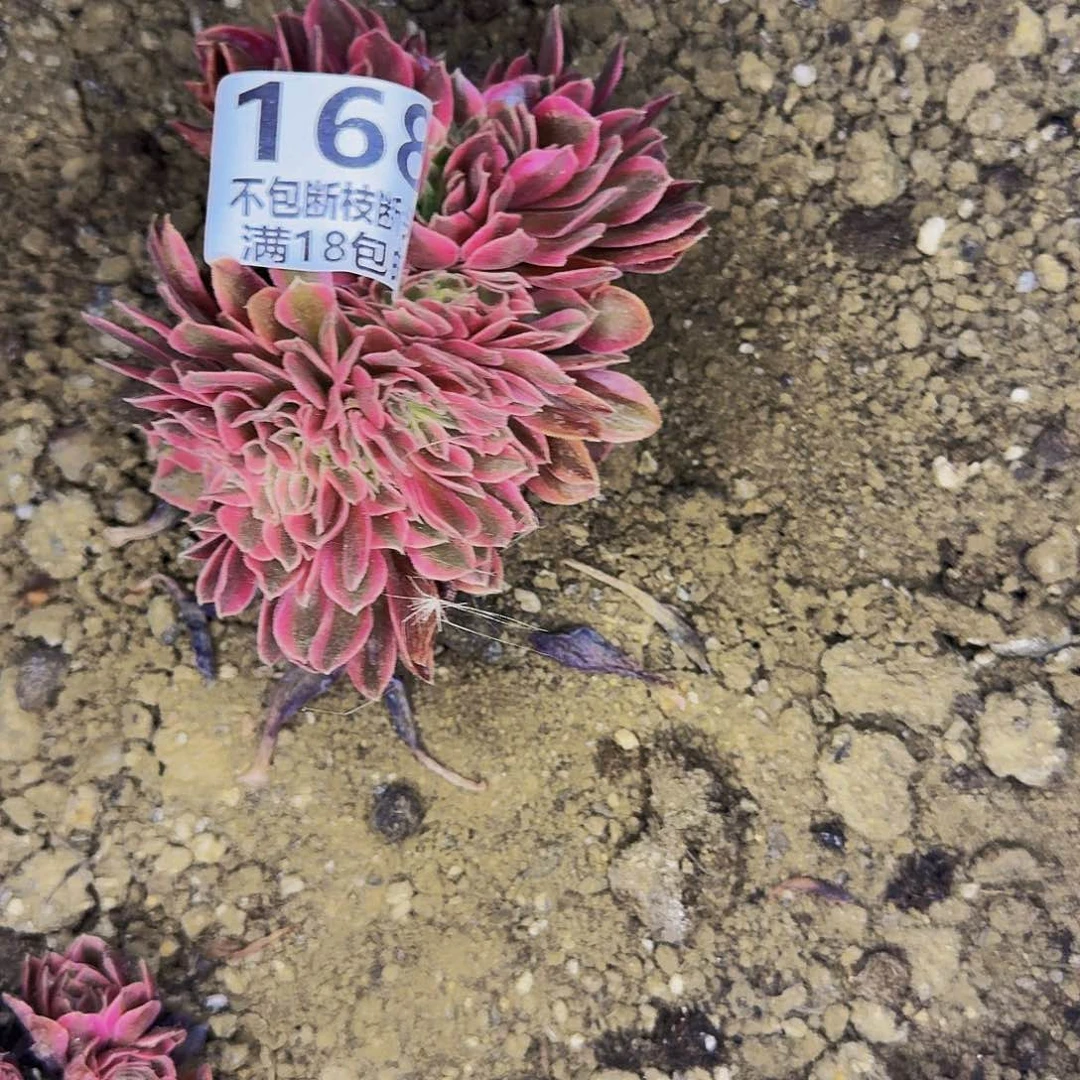 小***星168 女神多肉法师的