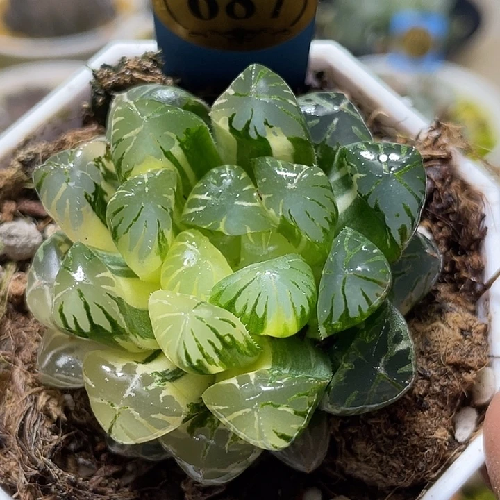 687卜卜紫锦特选福利