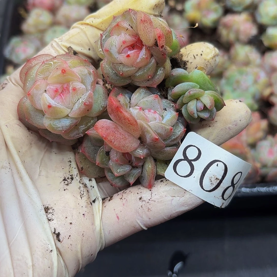 ʚ****?多肉植物多肉植物808