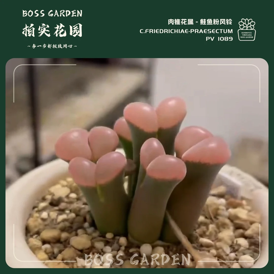 【肉锥1089鲑鱼粉风铃】多肉植物风铃玉大型红风铃懒人好养盆栽绿植
