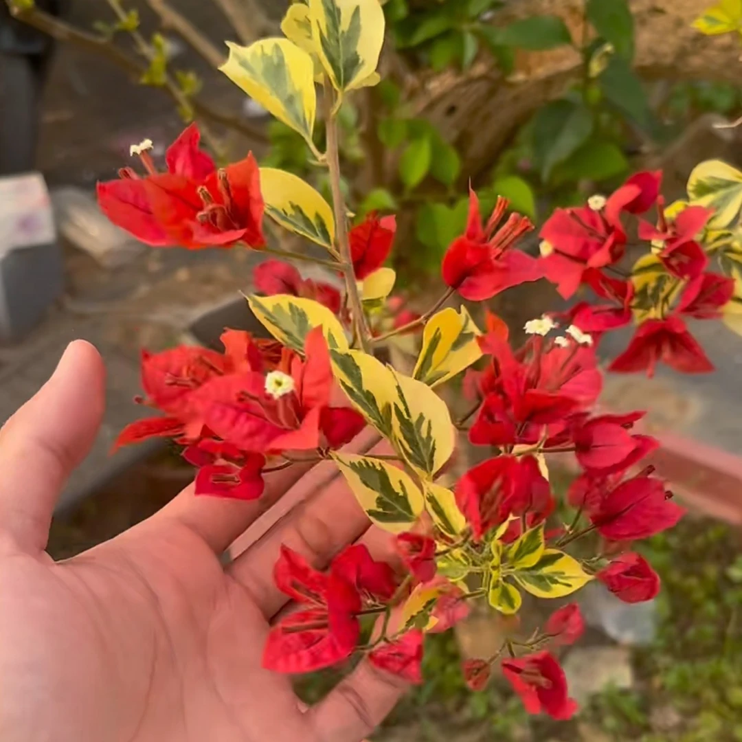 红丝绒布里扎三角梅正红色 不包售后