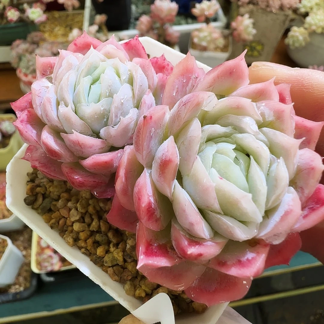 仙农月影，344，仙农出品多肉