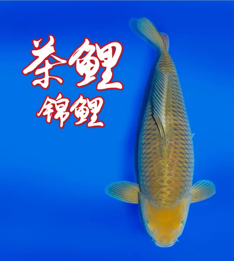 茶鲤锦鲤等多种冷水淡水观赏鱼适合新手饲养锦鲤观赏鱼