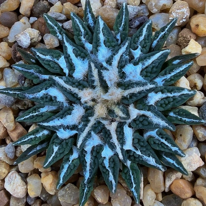 皱尤颗粒姬牡丹实生