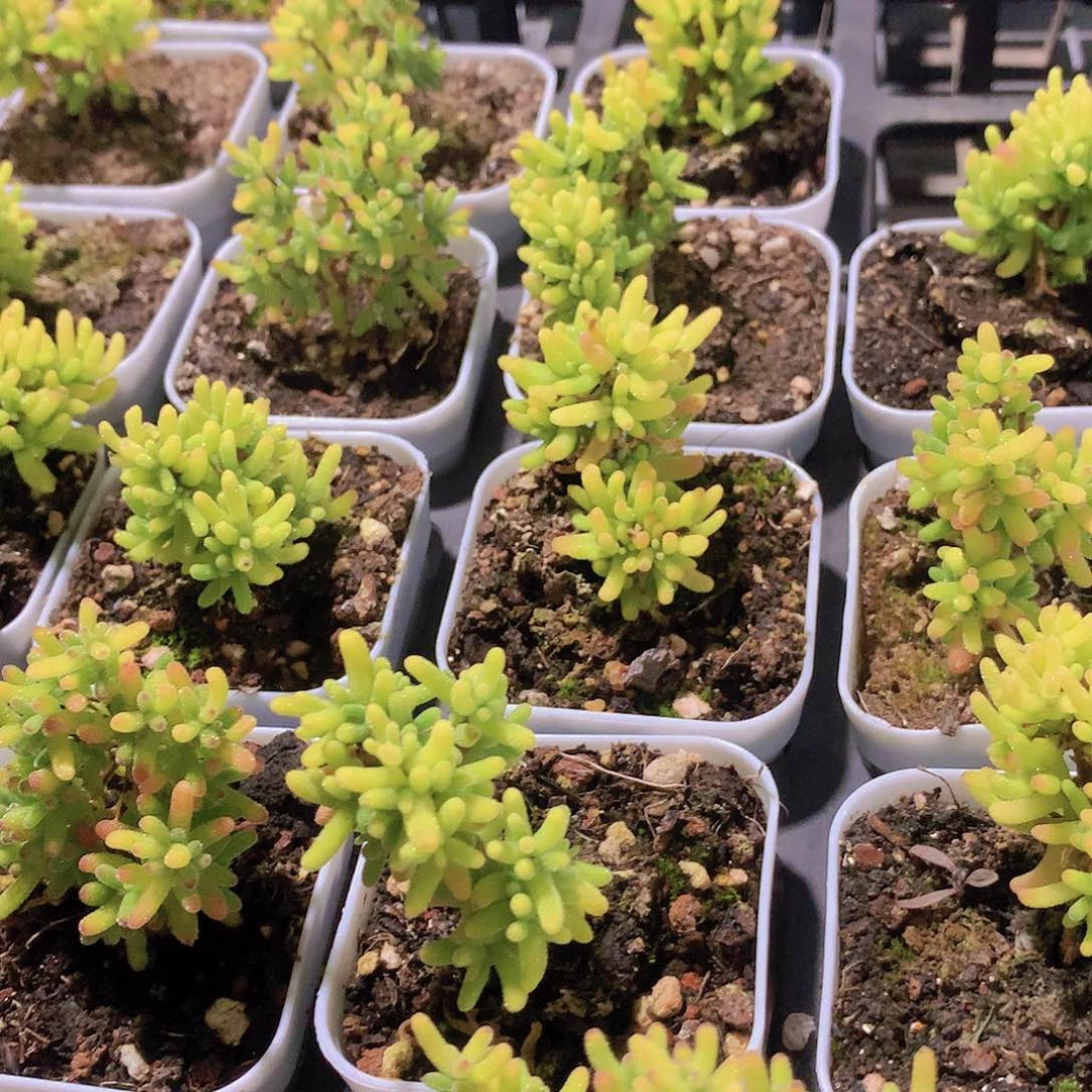 糖球锦23556788899990