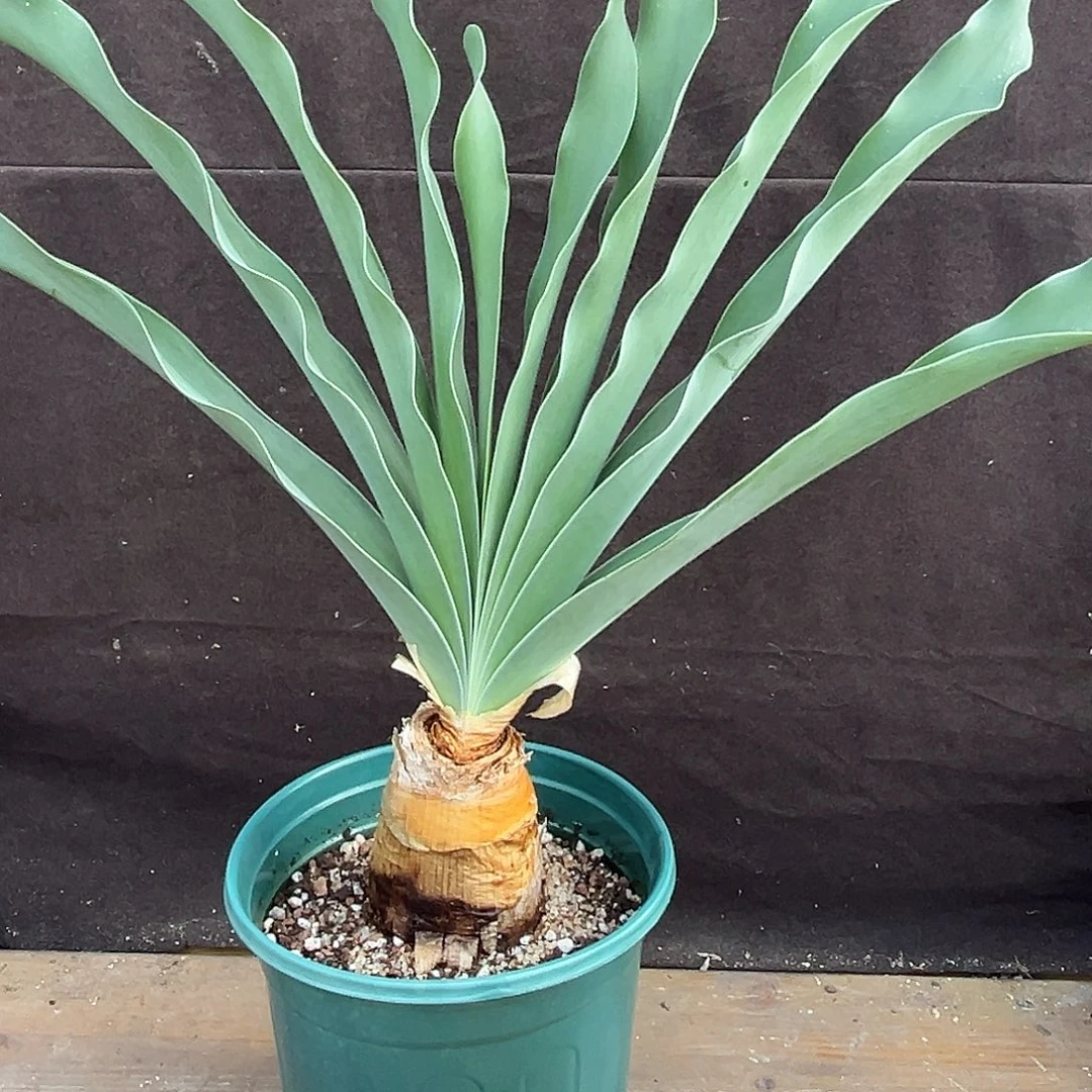 汤圆植物巨凤之卵了漂亮