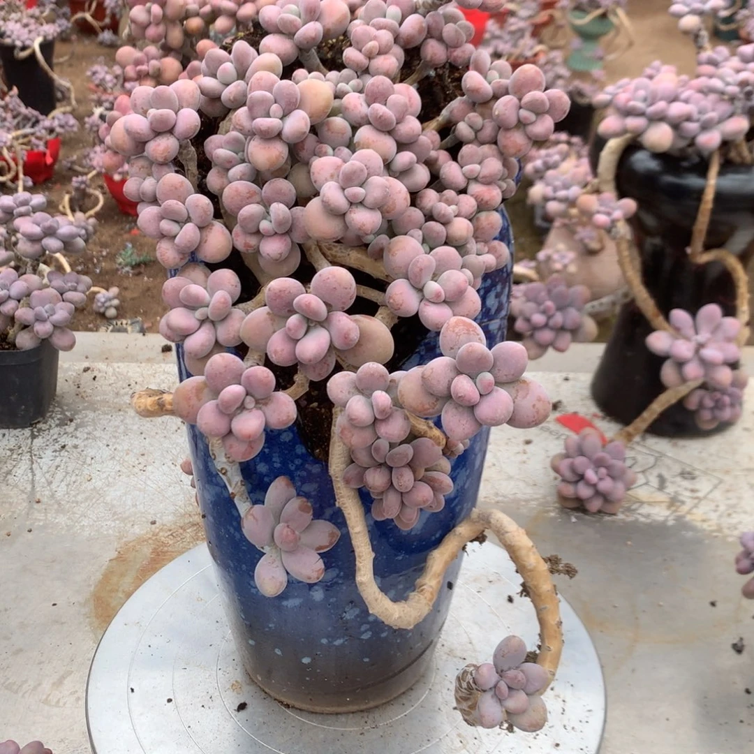 桃蛋老桩一处瑕疵不带盆15号