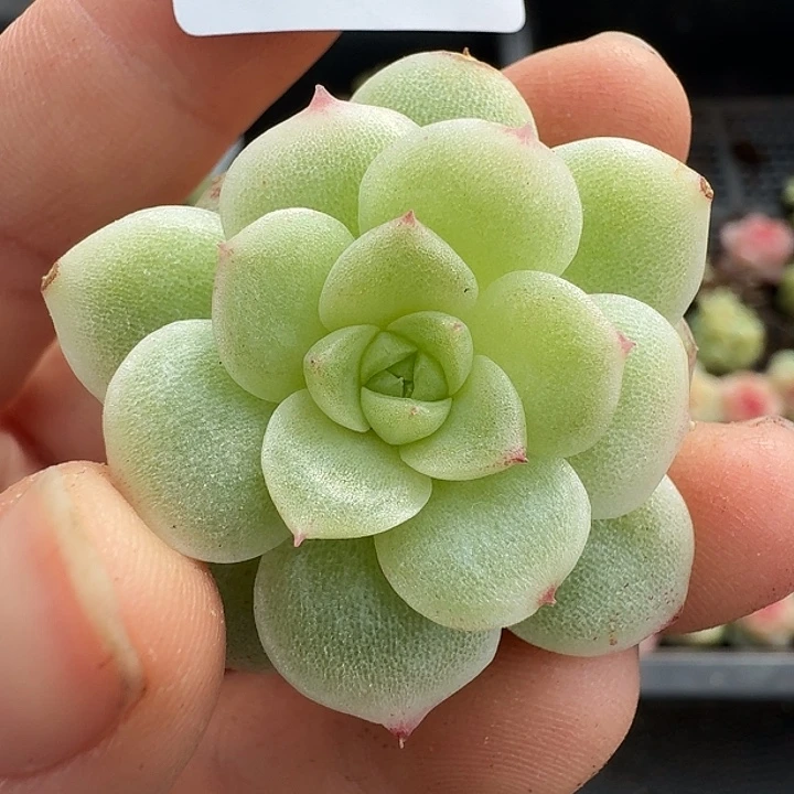 一物一拍一物一拍1213-526