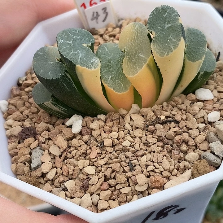163大绳玉扇锦一物一拍
