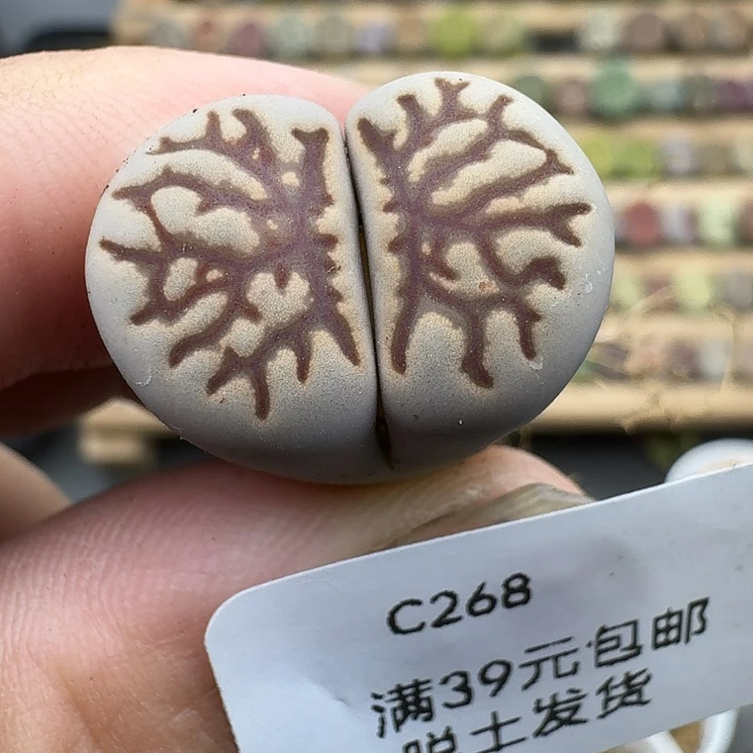 268多肉哈哈哈哈哈哈