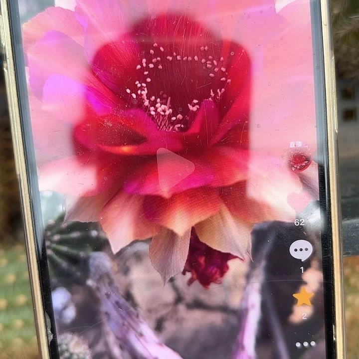 辣椒彩侧牙20包邮仙人球33