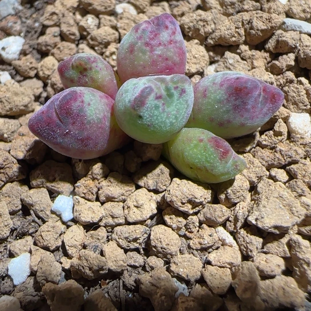 肉锥多肉植物组合-杂交斑马570