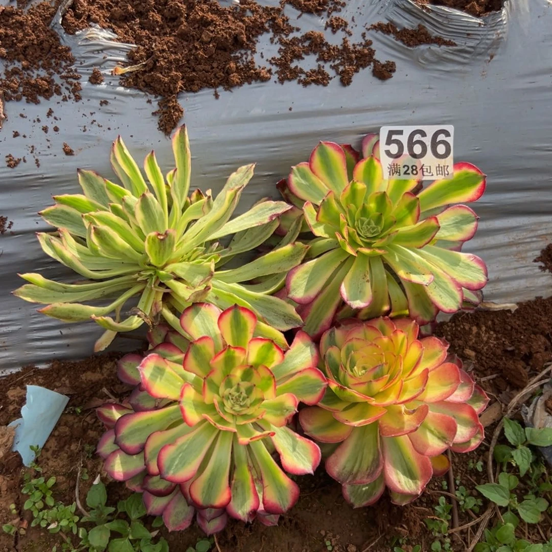 多肉植物566四颗的