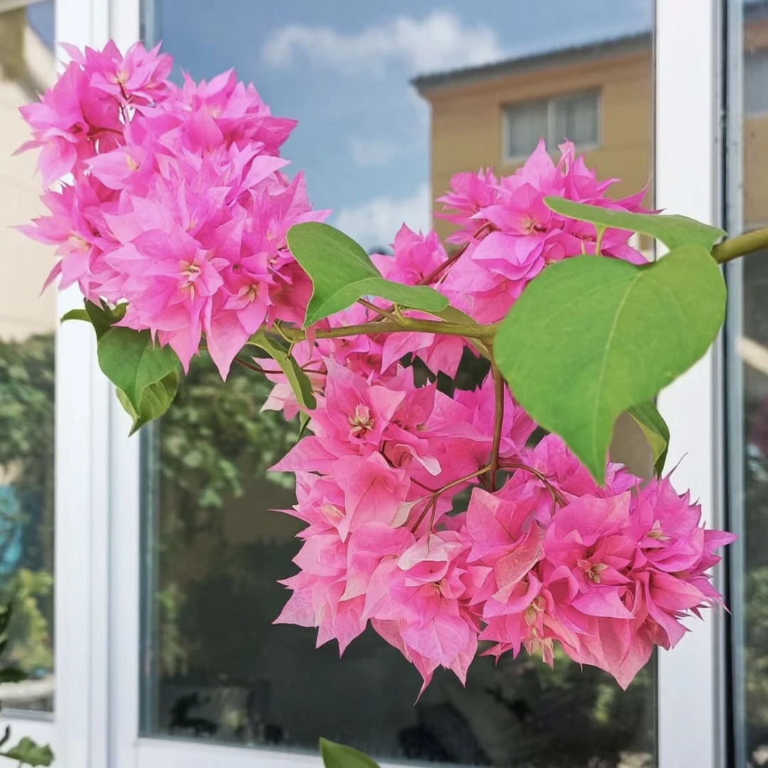 重瓣粉原生袋苗三角梅勤花品种四季爆花